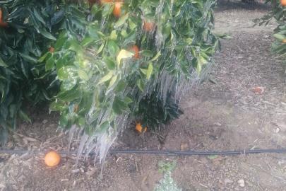 Adana’da portakal ağaçları buz tuttu