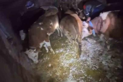 Adıyaman’da ahır çöktü, 3 büyükbaş hayvan telef oldu