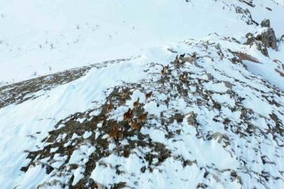 Adıyaman’da yaban keçileri havadan görüntülendi