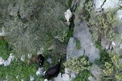 AFAD’dan keçi kurtarma operasyonu