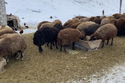Ağrı’da besicilerin zorlu kış mesaisi