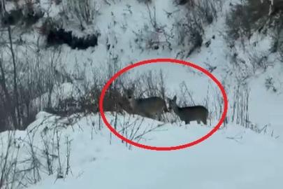 Akdağ’da karacalar görüntülendi