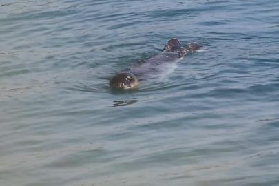 Akdeniz Fokları Bozyazı kıyılarında koruma altında