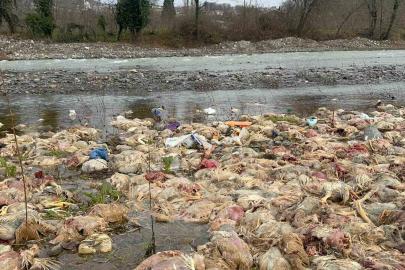 Alaplı’da çay yatağında onlarca tavuk ölüsü bulundu