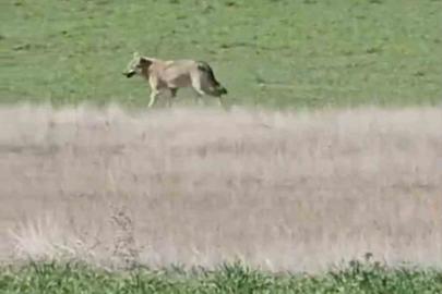 Ankara’da aç kalan kurtlar tarlalara indi