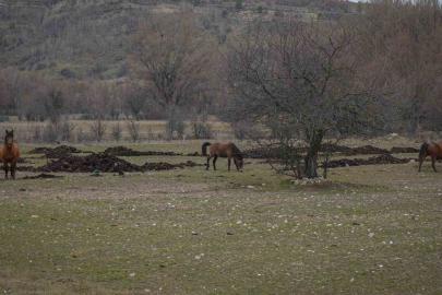 Ankara’da yılkı atları havadan görüntülendi