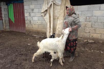 Annesinin kabul etmediği kuzuyu keçiler sahiplendi