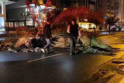 Antalya’da fırtına palmiye ağacını ikiye böldü