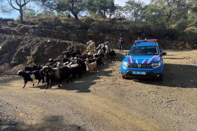 Antalya’da kaybolan 55 küçükbaş hayvan jandarma ekiplerince bulundu