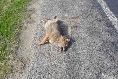 Aracın çarptığı tilki telef oldu