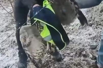 Ardanuç’ta tellere takılan baykuşu İl Özel İdaresi ekipleri kurtardı