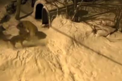 Artvin’de cesur bekçi köpeği 6 kurda meydan okudu