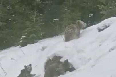 Artvin’de kış uykusuna yatmayan 4 boz ayı kamerada