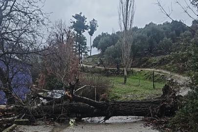Asırlık kavak ağacı fırtınaya dayanamadı
