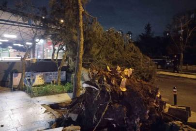 Ataşehir’de fırtına nedeniyle ağaç devrildi