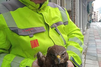 Ayancık’ta yaralı bulunan şahin koruma altına alındı