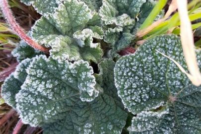 Aydın’a zirai don uyarısı