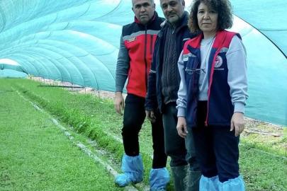 Aydın’da salep orkidesi üretimi büyüyor