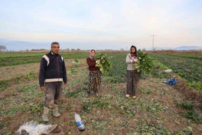 Aydın’da soğuk hava sebzeyi vurdu, tarlada verim düştü