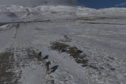 Aydınlar beldesinde kurt sürüsü görüntülendi