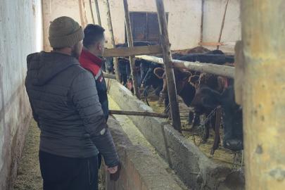 Aydıntepe’de hayvancılığa destek kapsamında düve teslimatları sürüyor