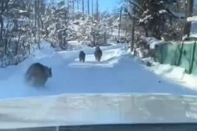 Ayı ve yavruları güpegündüz köy yolunda görüntülendi