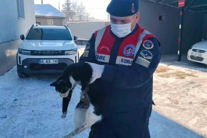 Bacağı kopmak üzere olan kedi HAYDİ ekiplerince kurtarıldı