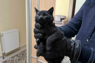 Bacaya giren kedi itfaiyenin 6 saatlik operasyonuyla kurtarıldı