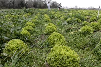 Bafra Ovası’nda 570 dekar alanda marul üretimi