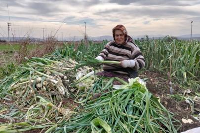 Bafra Ovası’nda pırasa hasadı: Bu yıl rekolte yüksek