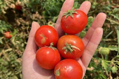 Balıkesir Büyükşehir Belediyesi, Ata Tohumları ile envanterini güçlendiriyor