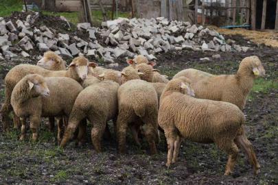 Balıkesir çiftçisine yüzde 100 hibeli damızlık desteği