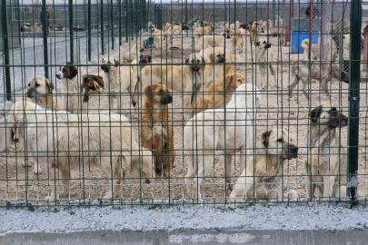 Barınakta aç ve susuz bırakılan köpeklerin birbirini parçaladığı iddiası