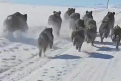 Başkale’de domuz sürüsü görüntülendi
