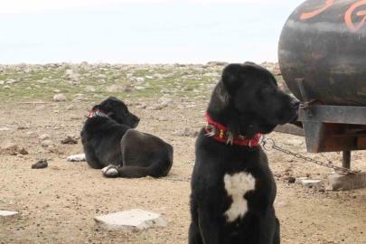 Başkentin siyah bekçileri: Haymana Karası