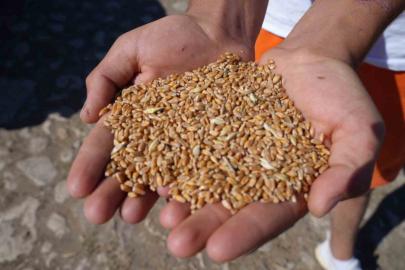 Bayburt’ta 2 bin 570 işletmeye 67 bin 294 çuval yem desteği verilecek