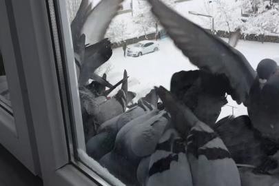 Bayburt’ta dondurucu soğuk: Güvercinler yem bulmak için pencerelere akın etti