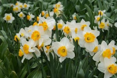 Bayındır’da yetişen nergis, bilimde öne çıkıyor