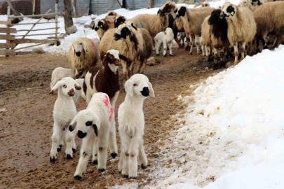 Besiciler uykusuz, kuzular güvende