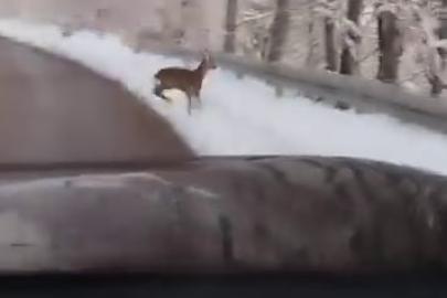 Beyaz örtü üzerinde tatlı karşılaşma: Karaca yola indi