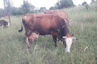 Bilecik Pazaryeri'nde çok sayıda mahalle ve köy karantinada
