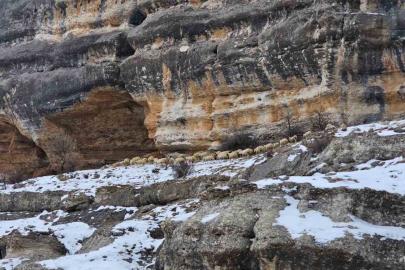 Bin 600 rakımda sürülerin yolculuğu kamerada