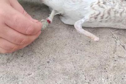 Bir ayağı ampute, bir ayağı misinaya dolandı: Pendik’te martının kurtarılma anı kameralarda