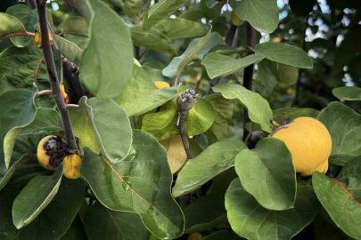 Bir yılda zirai dondan etkilenen üreticilere 54 milyon TL destek yapıldı