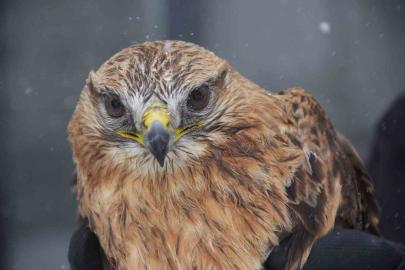 Bitkin halde bulunan Kızıl şahin koruma altına alındı