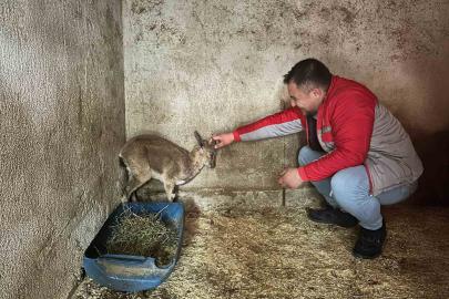Bitkin halde bulunan yaban keçisi tedavi altına alındı