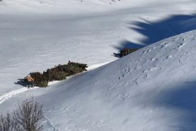 Bitlis’te hayvanlar için kızaklı yem mesaisi