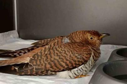 Bolu’da 132 yaban hayvanı tedavi edilerek doğaya salındı