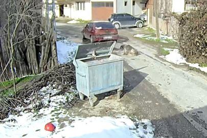 Bolu’da ezilen köpeğin röntgeninden 400 saçma çıktı: