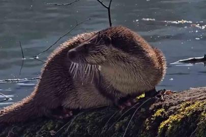 Bolu’da nesli tükenmekte olan su samuru görüntülendi